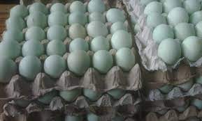 Telur bebek mengandung lemak dan protein yang merupakan sumber energi bagi tubuh kita. Telur Bebek Mentah Surabaya Home Facebook