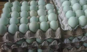 Check spelling or type a new query. Telur Bebek Mentah Surabaya Accueil Facebook
