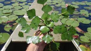 Your one stop shop for flowers, gifts & more! Invasive Water Chestnut Plant Removal On Nashua River Nature Groupie