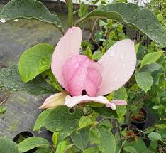 Image result for Vernonia thomsoniana