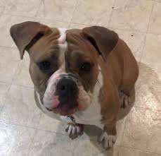 Find puppies and breeders in your area and helpful information. Sacramento Ca English Bulldog Puppy For Private Adoption Meet Dixie