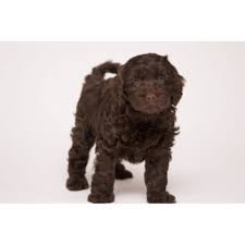 F1b labradoodle puppies farm raised $0 (horse shoe, nc) pic hide this posting restore restore this posting. Cove Lake Labradoodles Labradoodle Breeder In Asheville North Carolina