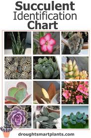Maybe you would like to learn more about one of these? Succulent Identification Chart Find Your Unknown Plant Here