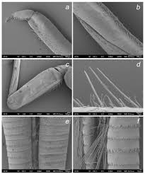 Image result for Entephria byssata