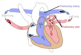 Systemic And Pulmonary Circulations Read Biology Ck
