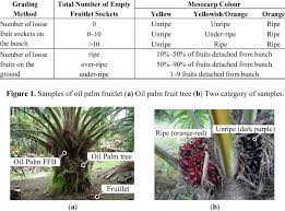 What is the yield of fresh fruit bunch you can get from one hectare (not acre) in a year? Grading Standard Used By Mpob 17 Download Table