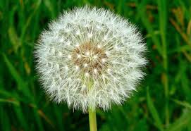 Dandelion is native to eurasia but has been introduced to. Taraxacum Officianale Dandelion Asteraceae