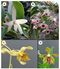 Image result for Rhipidoglossum densiflorum