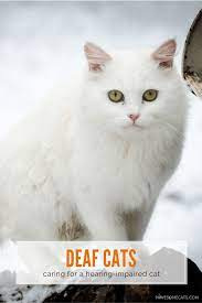 Living With A Deaf Cat Cat Care Cats Cat Health
