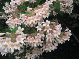 Image result for Kolkwitzia amabilis