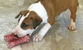 Per puppy culture protocol, puppies go home with their families. Puppy Culture Stories Read