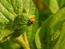 Biological control or biocontrol is a method of controlling pests such as insects, mites, weeds and plant diseases using other organisms. The Integrated Pest Management Ipm Challenge For Today S Crops