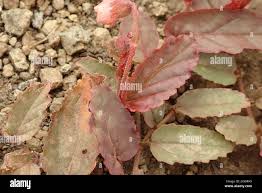 Image result for Hermannia depressa