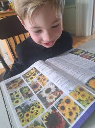 My Teddy Bear Sunflowers are now in bloom!