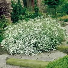 Schleierkraut Gypsophila Paniculata Standort Anspruche Man Kann Die Ausdauernde Staude Auch Im Garten Kultivieren Garten Pflanzen Terrasse Pflanzen Stauden