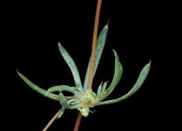 Image result for Psammotropha myriantha