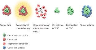 07 with 1c ovarian and uterine 2a. Presence And Role Of Stem Cells In Ovarian Cancer
