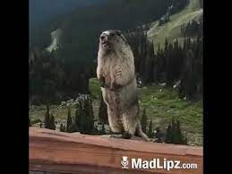 Madlipz Italia Marmotta Urla Pasquale In Napoletano Youtube Immagini Divertenti Divertente Buongiorno Divertente