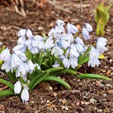 Image result for Scilla