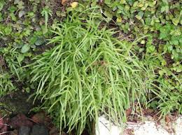 Image result for Panicum graciliflorum
