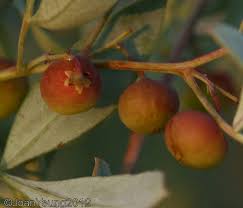 Image result for Grewia flava