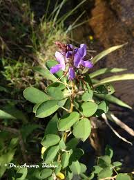 Image result for Grona afra