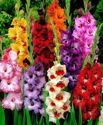 August S Birth Flower Is Gladiolus Or Sword Lily Gladiolus Represents Remembrance Calm Integrity And Infatuation With Orquideas Gladiolos Belas Flores