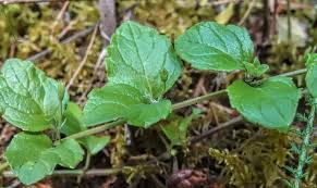 Image result for Clinopodium uhligii