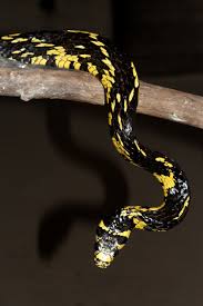 Image result for Spilotes pullatus