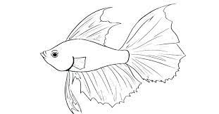 Get betta fish coloring pages for free in hd resolution. Betta Fish Coloring Pages Best Coloring Pages For Kids