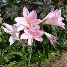 Flower bulbs are an easy way to boost the amount of color in your yard and garden. Big Bulbs Amaryllis Cardiocrinum Eremurus Eucomis To Buy Today From Riverside Bulbs