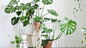 Tanaman hias puring via www.dekoruma.com. Mengenal Monstera Tanaman Hias Daun Unik Berlubang Yang Harganya Selangit Tribun Batam