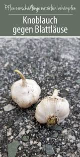 Knoblauch Gegen Blattlause Hausmittel Aus Der Natur Hausmittel Gegen Blattlause Schadlinge Im Garten Und Hausmittel