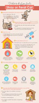 Do You Know What To Do If You Find A Stray Or Feral Cat This Infograhic Will Help Feral Cats Cat Care Tips Cat Infographic