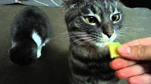 Maybe you would like to learn more about one of these? Cat Eating Zucchini Youtube