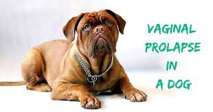Or the symptoms do not appear for years. Vaginal Prolapse In A Dog Veterinary Surgery Video