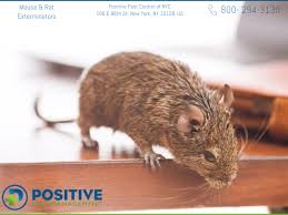 Maybe you would like to learn more about one of these? Can I Break My Lease Due To Mice Infestation