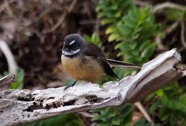 Black robins are closely related to new zealand's other petroica species (tomtit, and north island and south island robins). Black Robin Birding Nz