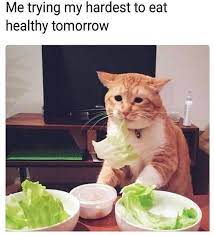 Meme Cat Me Trying My Hardest To Eat Healthy Tomorrow Sony Funny Cat Memes Funny Animal Memes Funny Animals