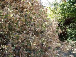 Image result for Oxytenanthera abyssinica