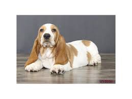 He is about 4 months old and weighs just over 25 pounds. Basset Hound Dog Male Lemon White 2598636 Petland Grove City Oh