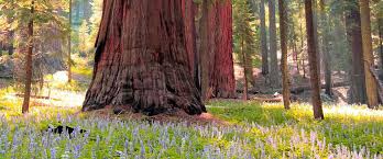 Maybe you would like to learn more about one of these? Giant Forest Lodgepole Trails Sequoia Kings Canyon National Parks U S National Park Service