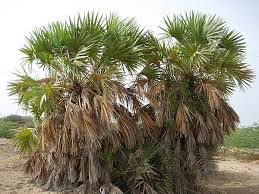 Image result for Hyphaene