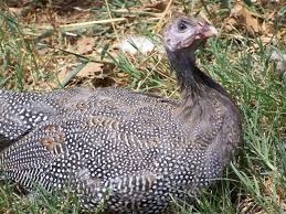 Guinea Fowl Color Chart Guinea Fowl International Association