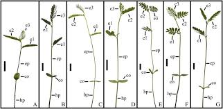 Image result for Humularia minima