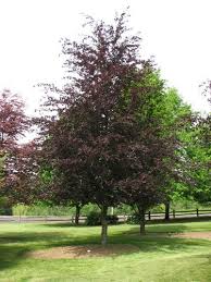 Fagus Sylvatica Riversii River European Beech Arboles De Madera Especies