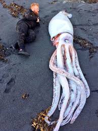 Giant squid. This mysterious creature can grow up to 40 feet long, with  long tentacles and a sharp beak for hunting.