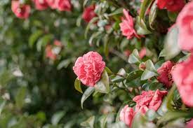 Pink camellia bush with focal flower. Camellia Plant Care And Growing Guide