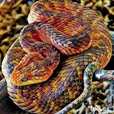 5.798 giftige schlange stockvideoclips in 4k und hd für kreative projekte. 22 Bilder Der Coolsten Giftschlange Der Welt Der Afrikanischen Buschotter Schone Schlangen Reptilien Haustier Giftige Schlangen