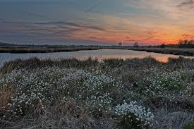 Directed by emanuele della valle. Call For Wetland Decade Under The U N Decade On Ecosystem Restoration 2021 2030